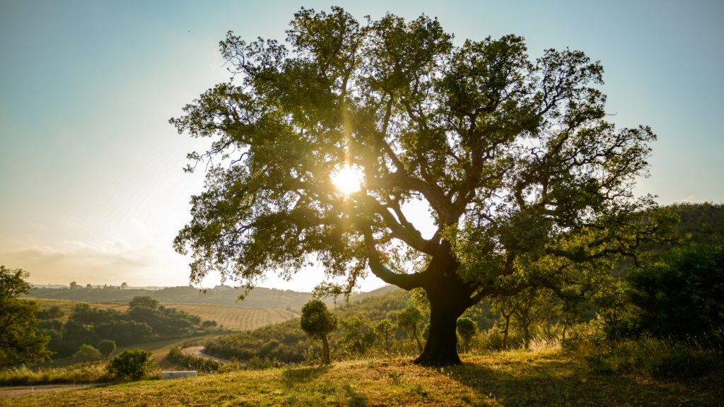 Kurkeik - Cork tree with sun